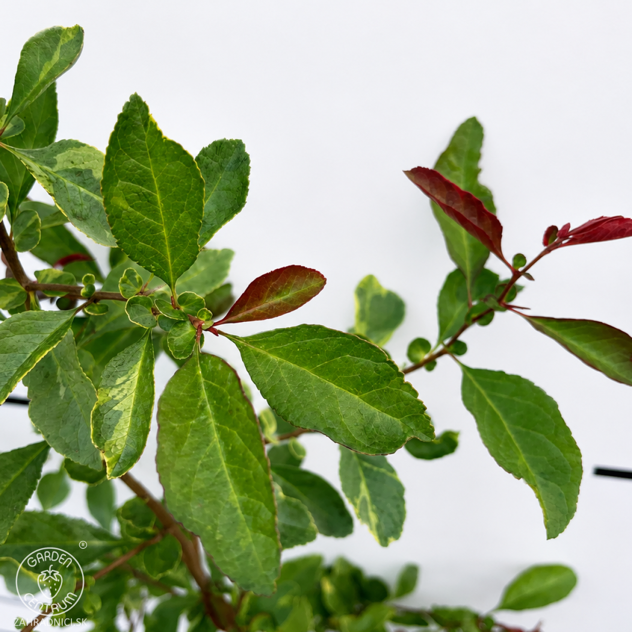 Obrázok Dulovec japonský (Chaenomeles superba) ´FIRE DANCE´ - výška 60-80 cm, kont. C3L